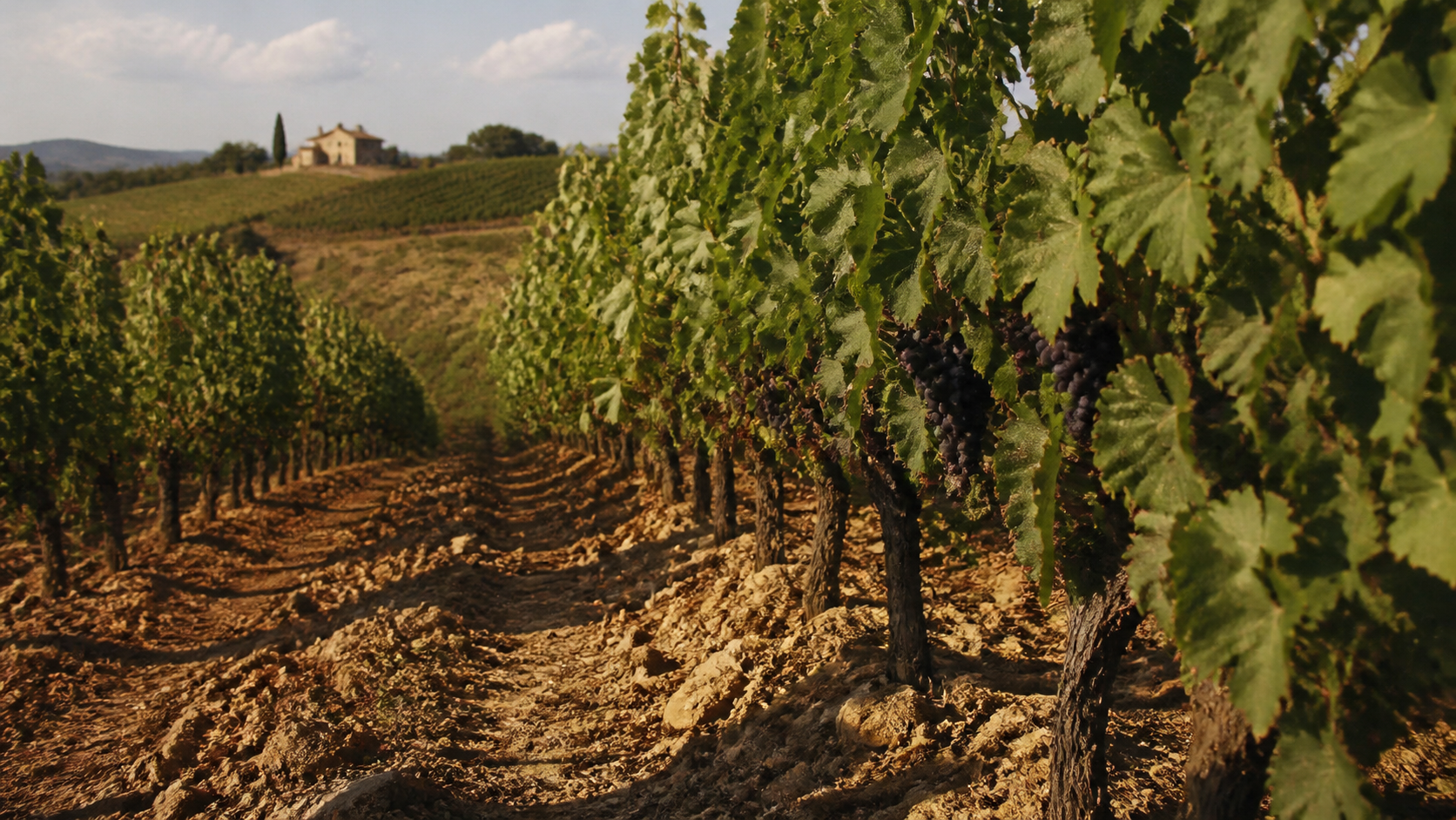 Filari di viti con uva nera matura e casale sul poggio in lontananza