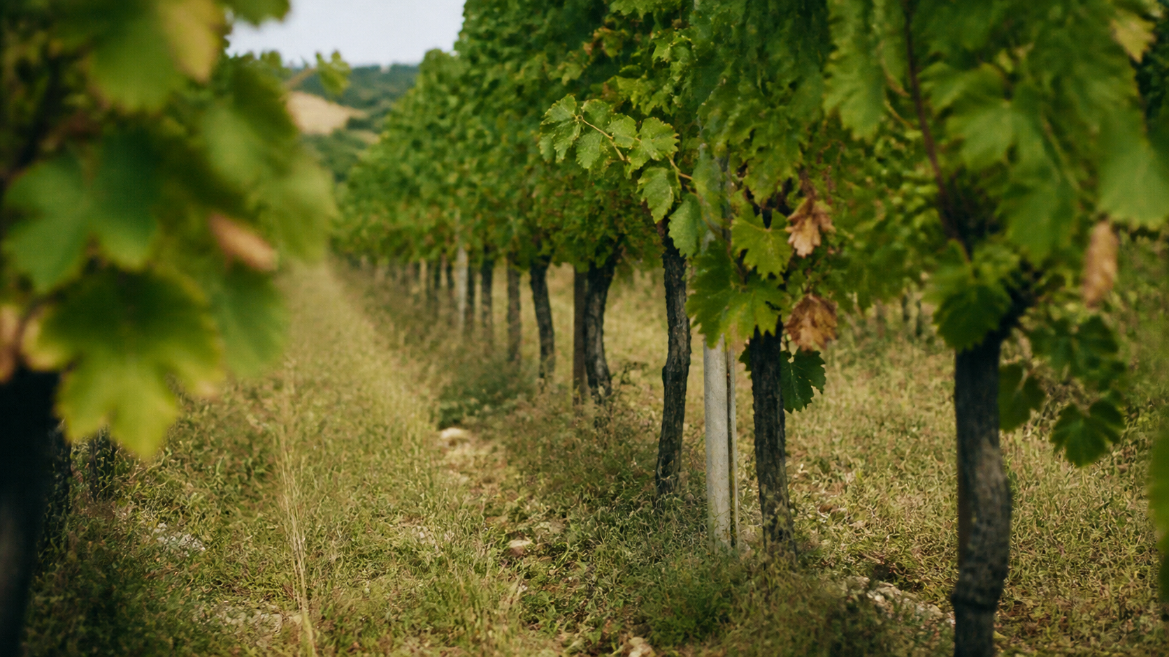 Filari di viti con inerbimento tra i ranghi e colline toscane sullo sfondo