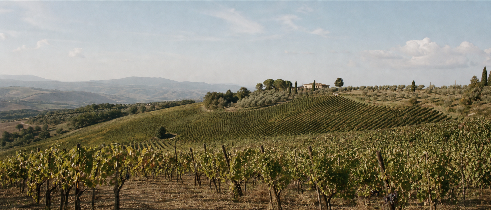 Il versante sud della tenuta: vigneto collinare soleggiato con casale in lontananza
